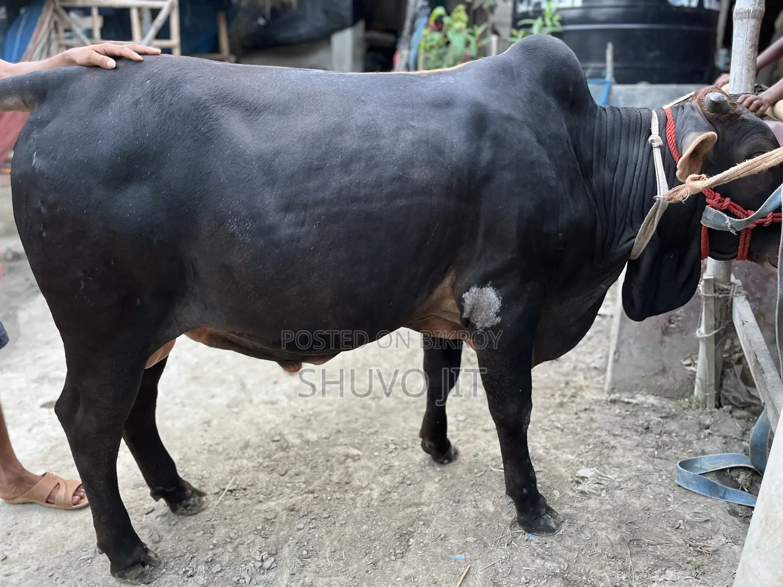 গরু টি বিক্রি করা হবে