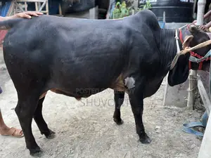 গরু টি বিক্রি করা হবে