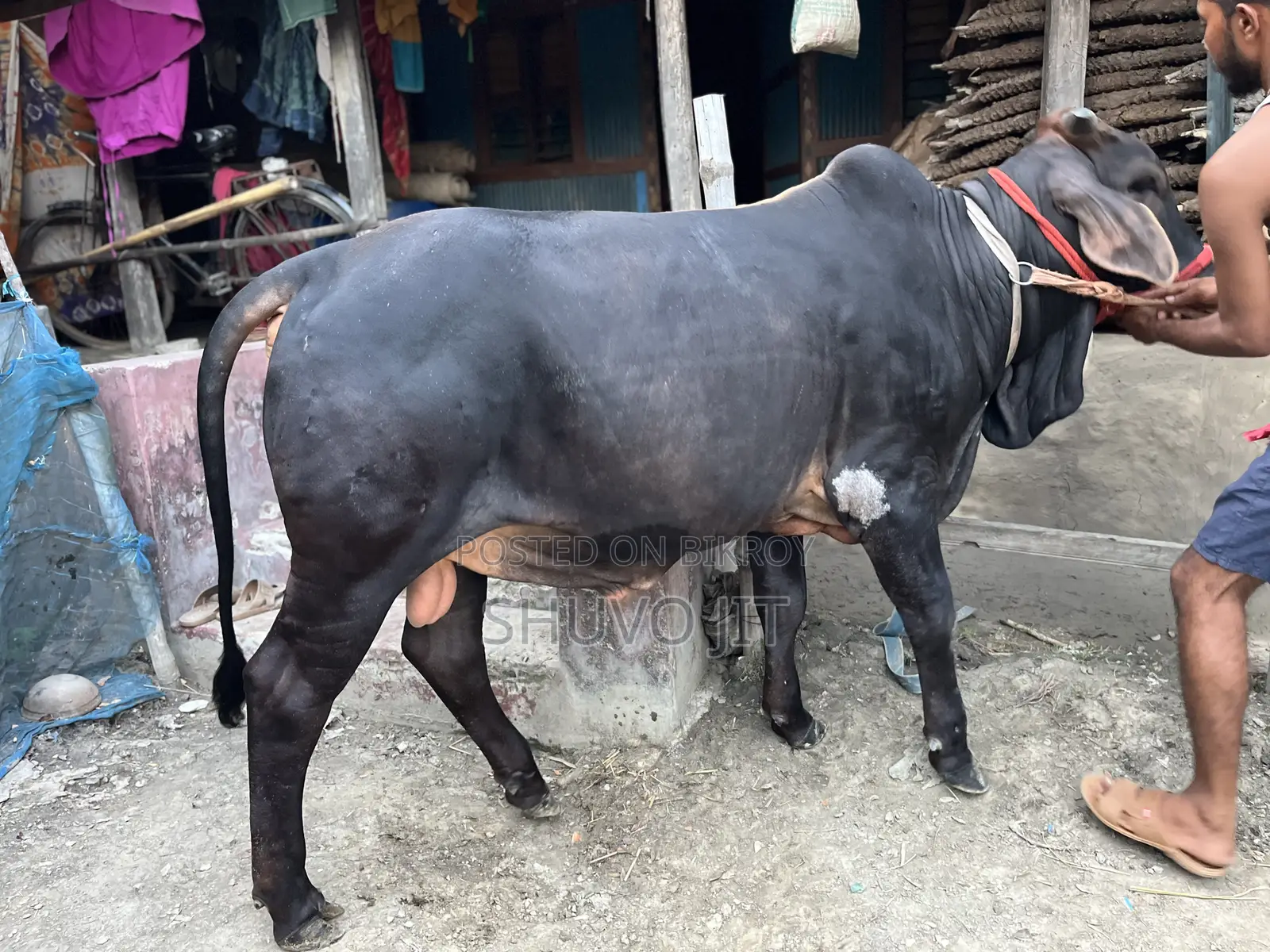 গরু টি বিক্রি করা হবে