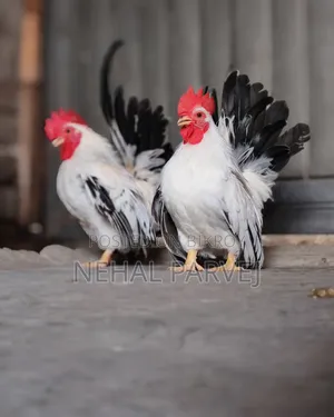 Serama Rooster