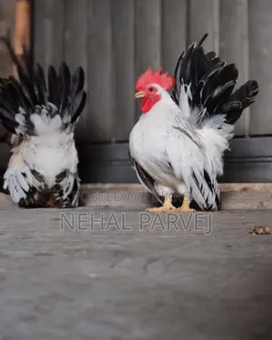 Serama Rooster
