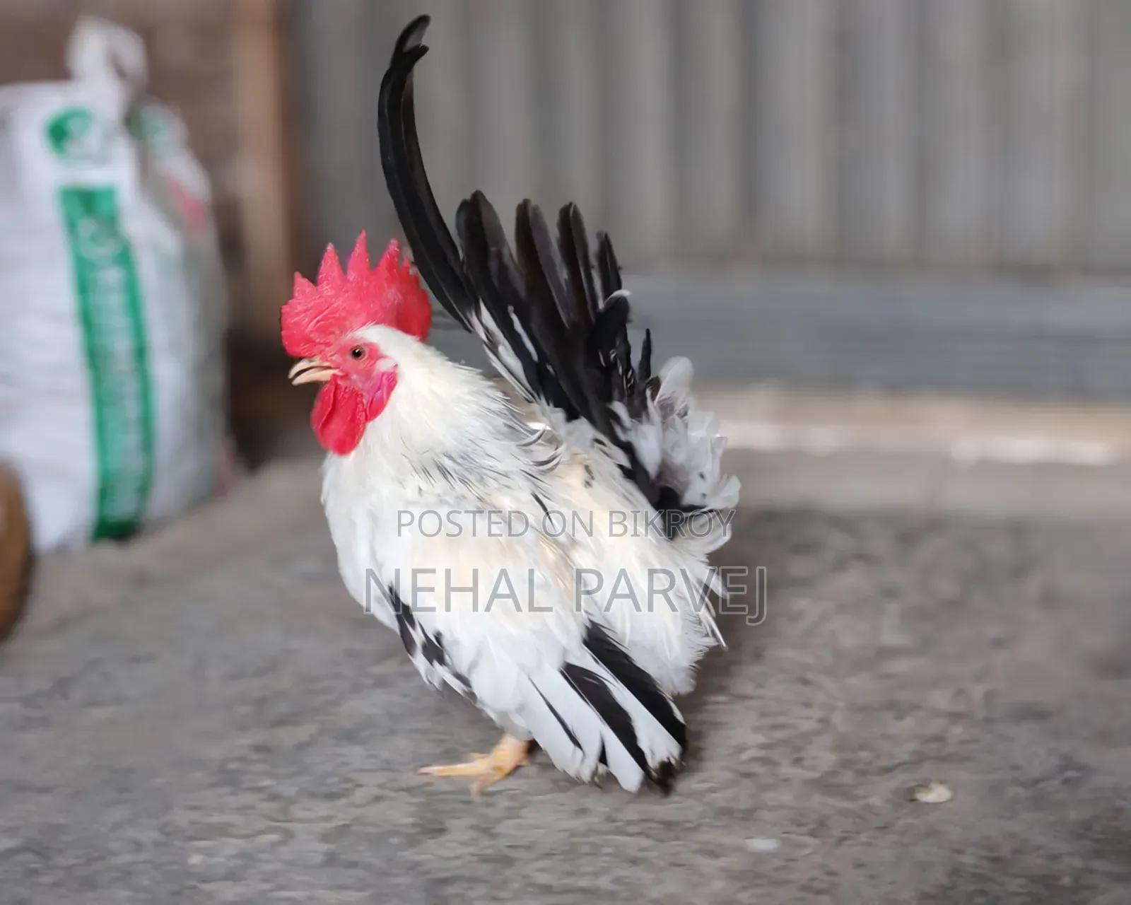Serama Rooster
