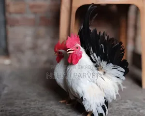 Serama Rooster