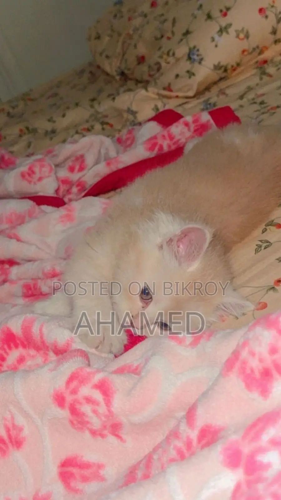 1-3 months Male Purebred Persian