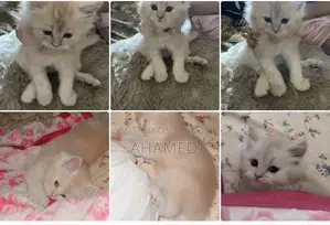 1-3 months Male Purebred Persian