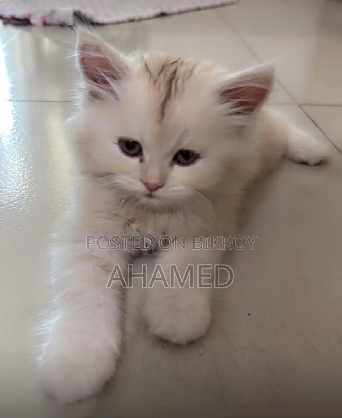 1-3 months Male Purebred Persian