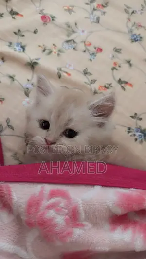1-3 months Male Purebred Persian