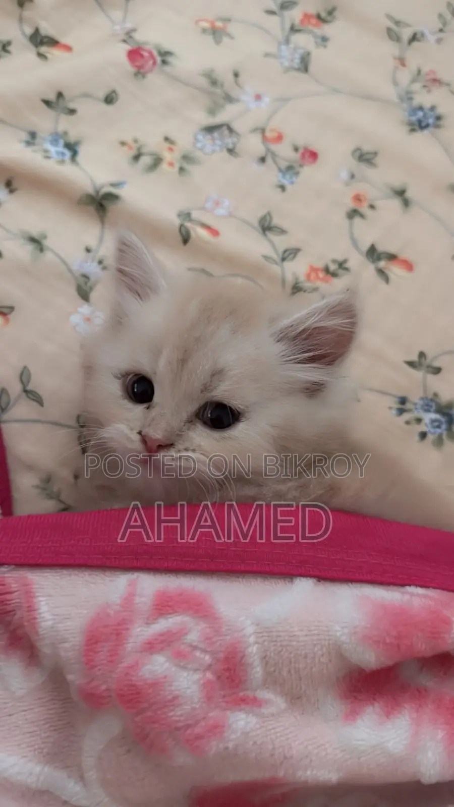 1-3 months Male Purebred Persian