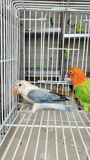 লাভবার্ডস ডিএনএ কনফার্মড জোড়া