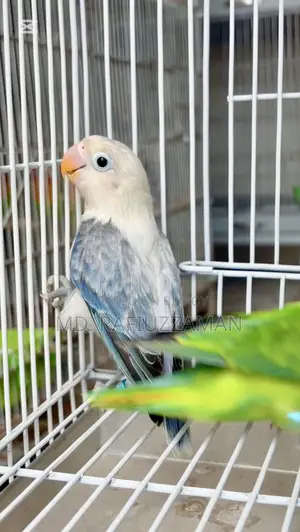 Lovebirds DNA Confirmed Pair