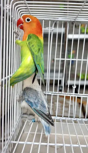 Lovebirds DNA Confirmed Pair