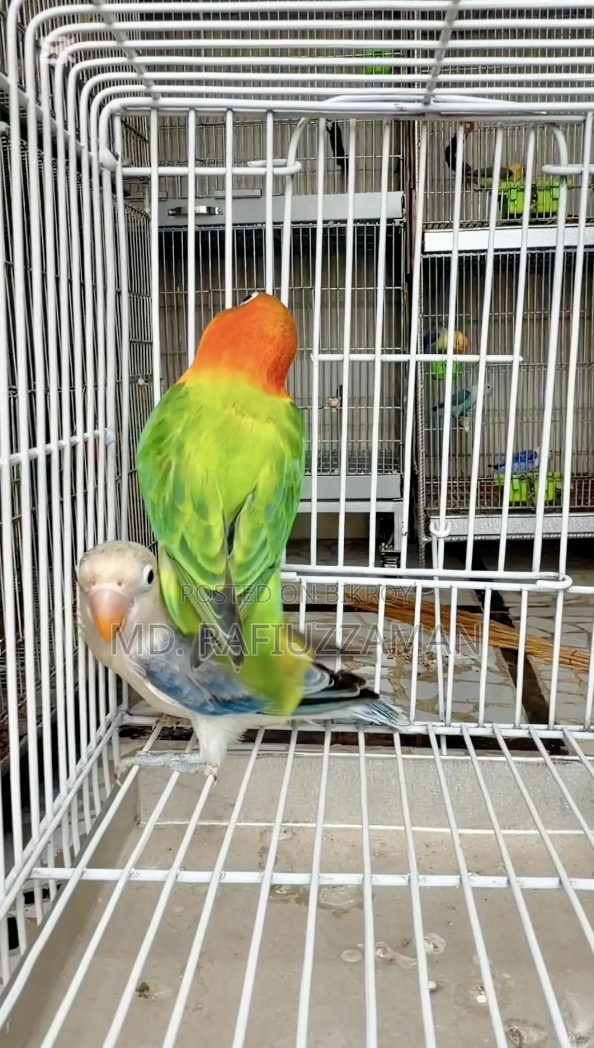 Lovebirds DNA Confirmed Pair