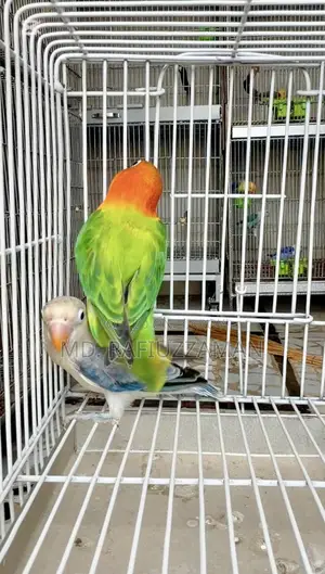 Lovebirds DNA Confirmed Pair