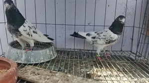 ভালো মানের কিছু কবুতর বিক্রি হবে