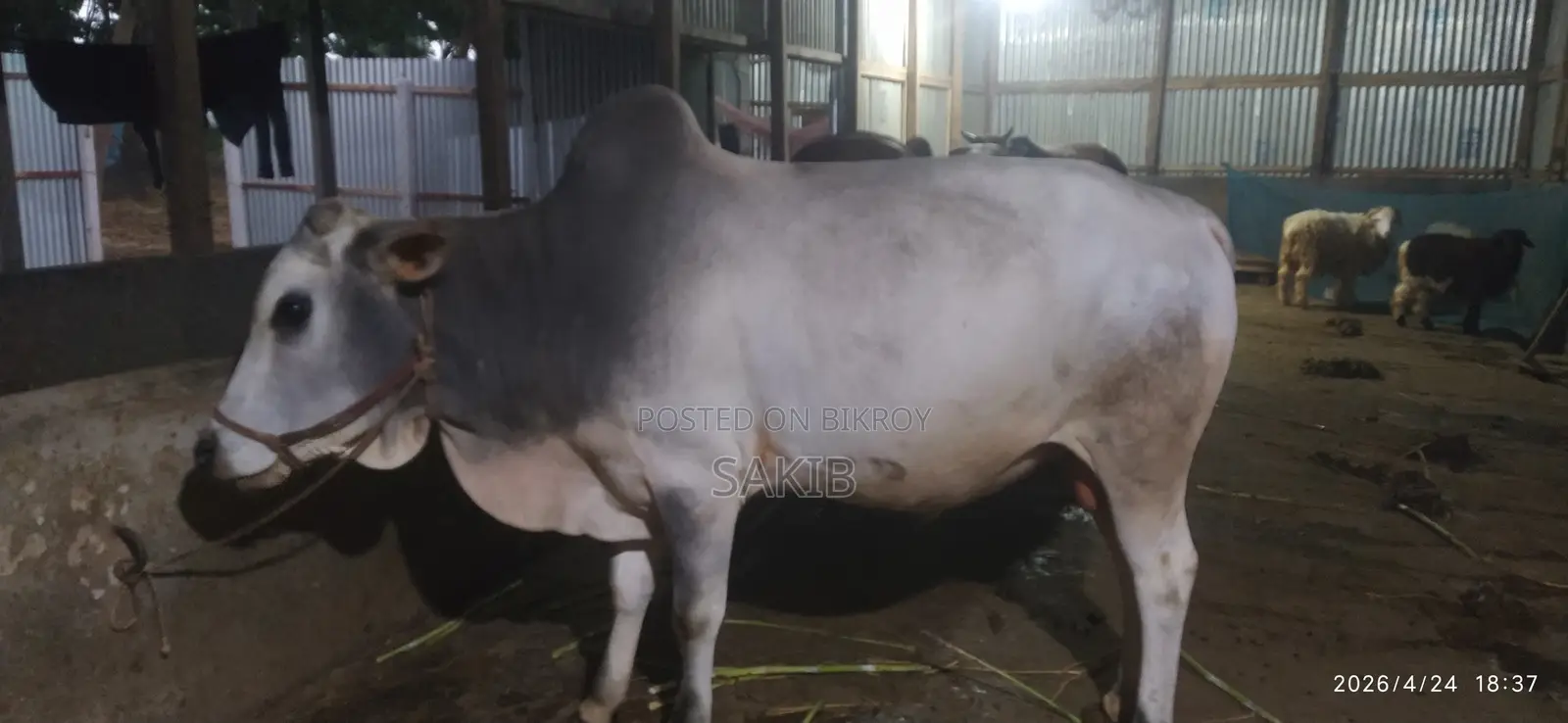 Qurbani Cow 2026 Sirajganj Dhaka