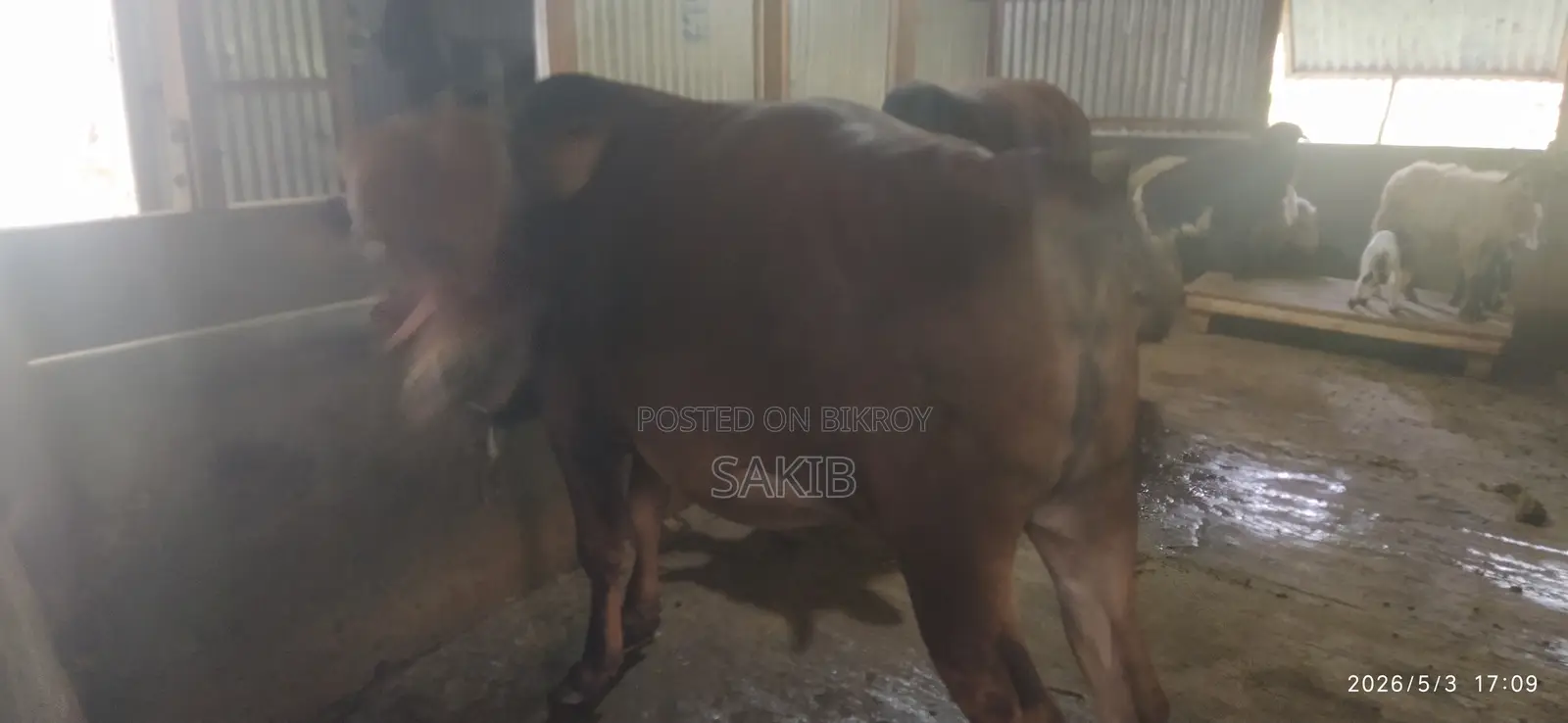 Qurbani Cow 2026 Sirajganj Dhaka