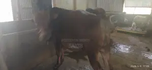 Qurbani Cow 2026 Sirajganj Dhaka