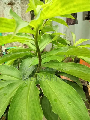 ইনসুলিন প্ল্যান্ট গাছ বিক্রি করা হবে। ডায়াবেটিস এর জন্য ইনসুলিন প্ল্যান্ট অনেক উপকারী উদ্ভিদ। এটির পাতা খেলে প্রাকৃতিকভাবে ডায়াবেটিস নিয়ন্ত্রণে থাকে। ইউটিউবে এই গাছ সম্পর্কে বিস্তারিত জানতে পারবেন।