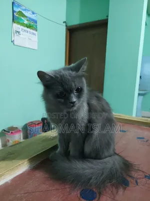 1+ Year Female Purebred Persian