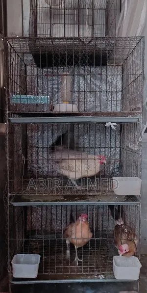 মোটা সিকের ৩ তাকের খাঁচা