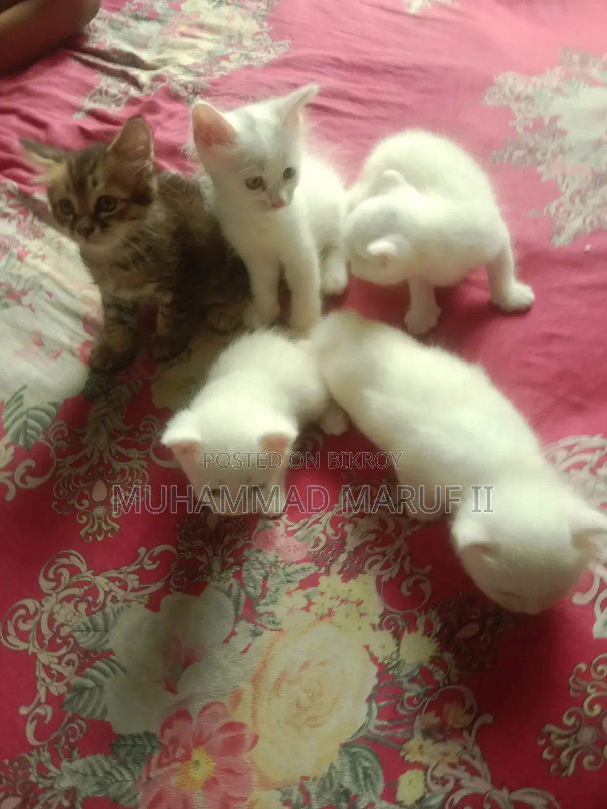 ০-১ মাস বয়সী পুরুষ মিক্সড ব্রিড পার্সিয়ান