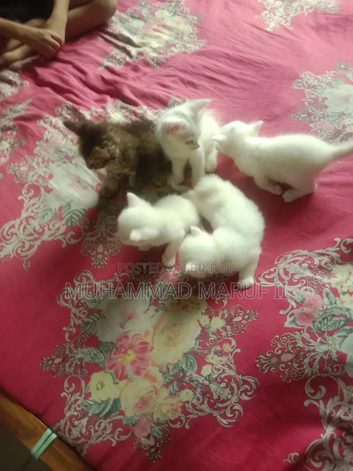 ০-১ মাস বয়সী পুরুষ মিক্সড ব্রিড পার্সিয়ান