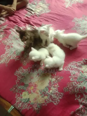 ০-১ মাস বয়সী পুরুষ মিক্সড ব্রিড পার্সিয়ান