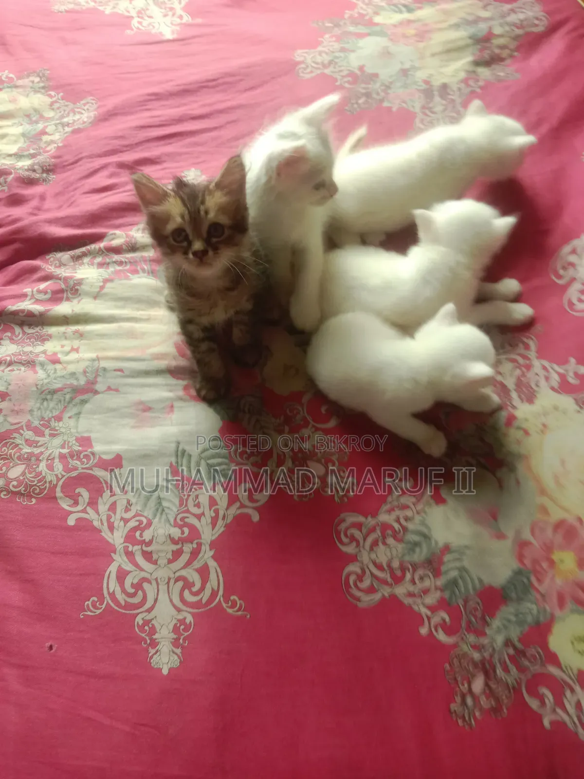 ০-১ মাস বয়সী পুরুষ মিক্সড ব্রিড পার্সিয়ান