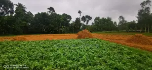 ২৮৪ শতাংশ জমি বিক্রয় হবে