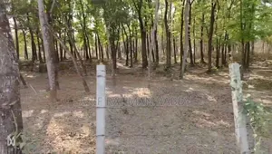 Urgent Sale: 350 Decimal Land Filled with Trees