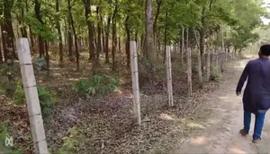 Urgent Sale: 350 Decimal Land Filled with Trees