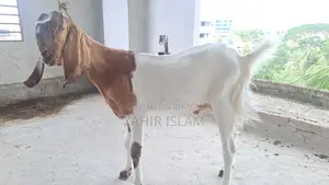 Goat for Sale