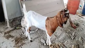 খাশি বিক্রি করা হবে।