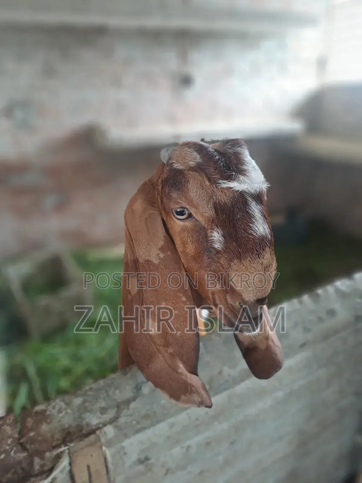খাশি বিক্রি করা হবে।