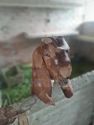 খাশি বিক্রি করা হবে।