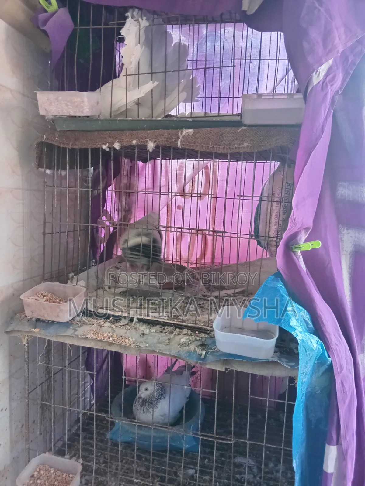 Pigeons with Cage