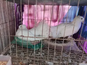 Pigeons with Cage