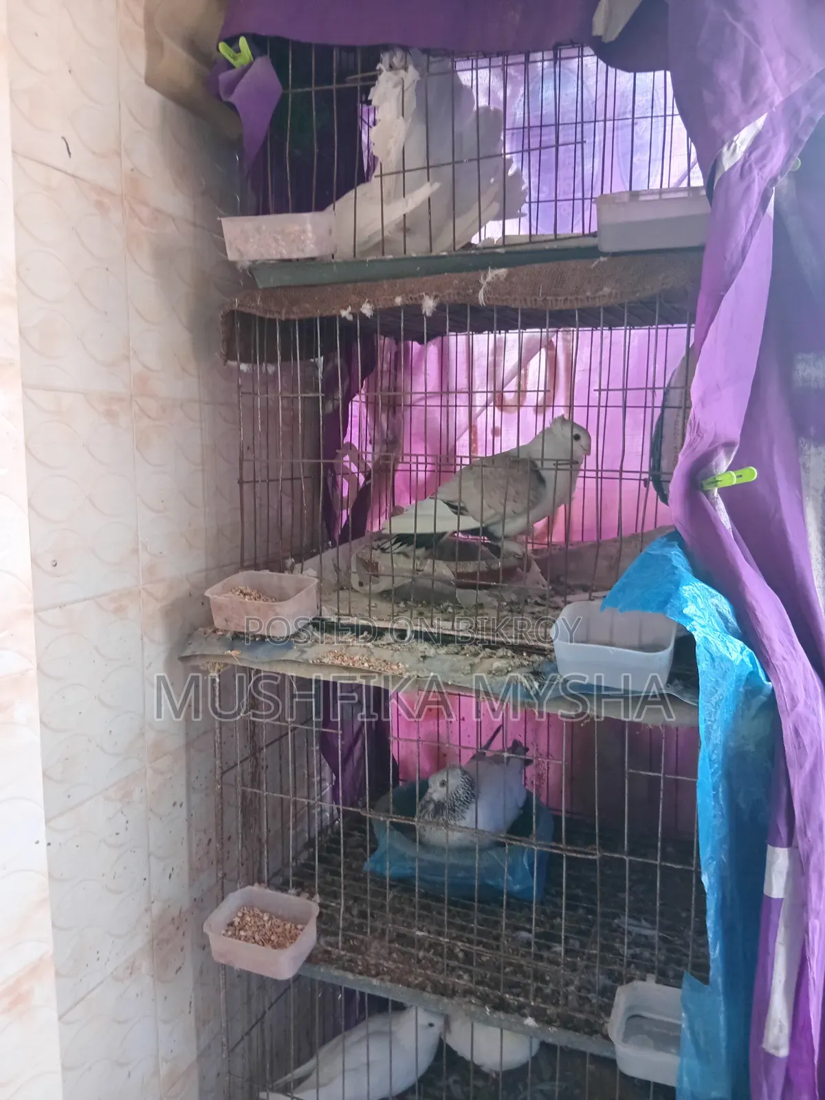 Pigeons with Cage