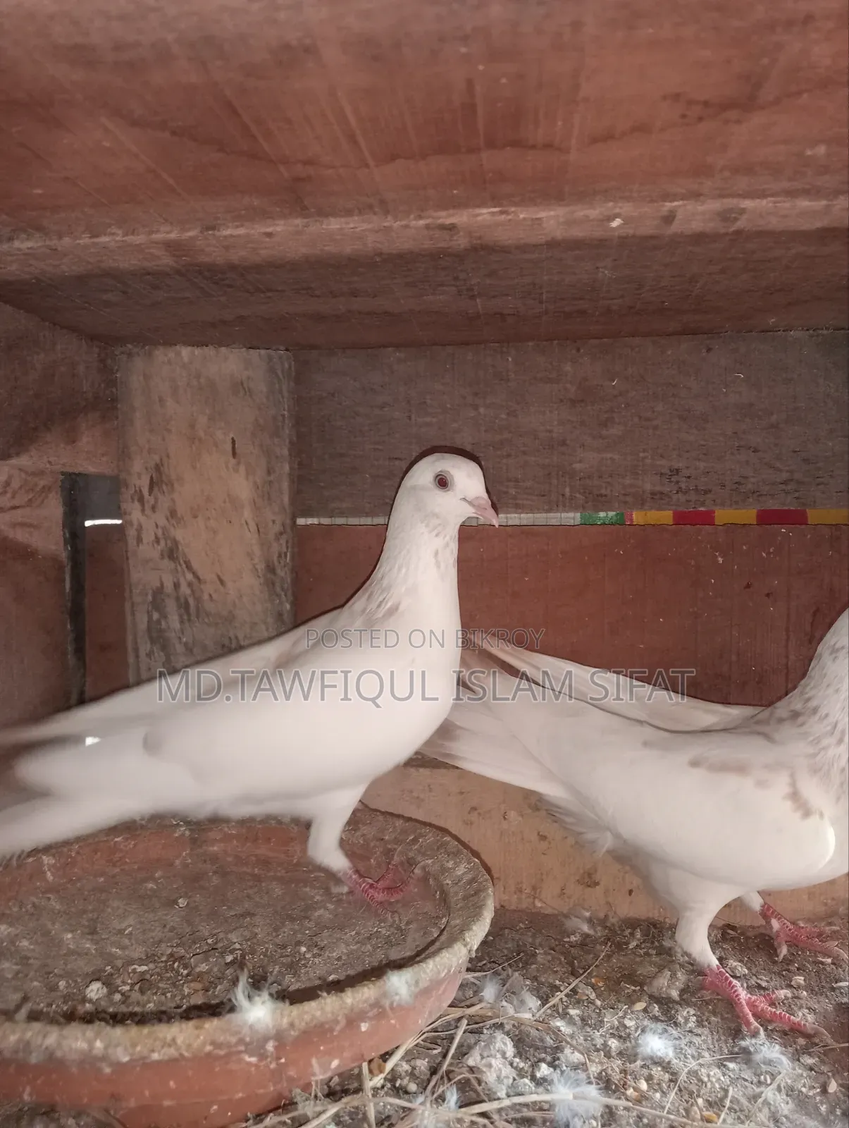 A pair of Banarasi pigeons