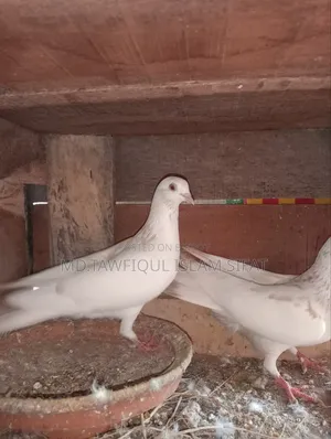 A pair of Banarasi pigeons