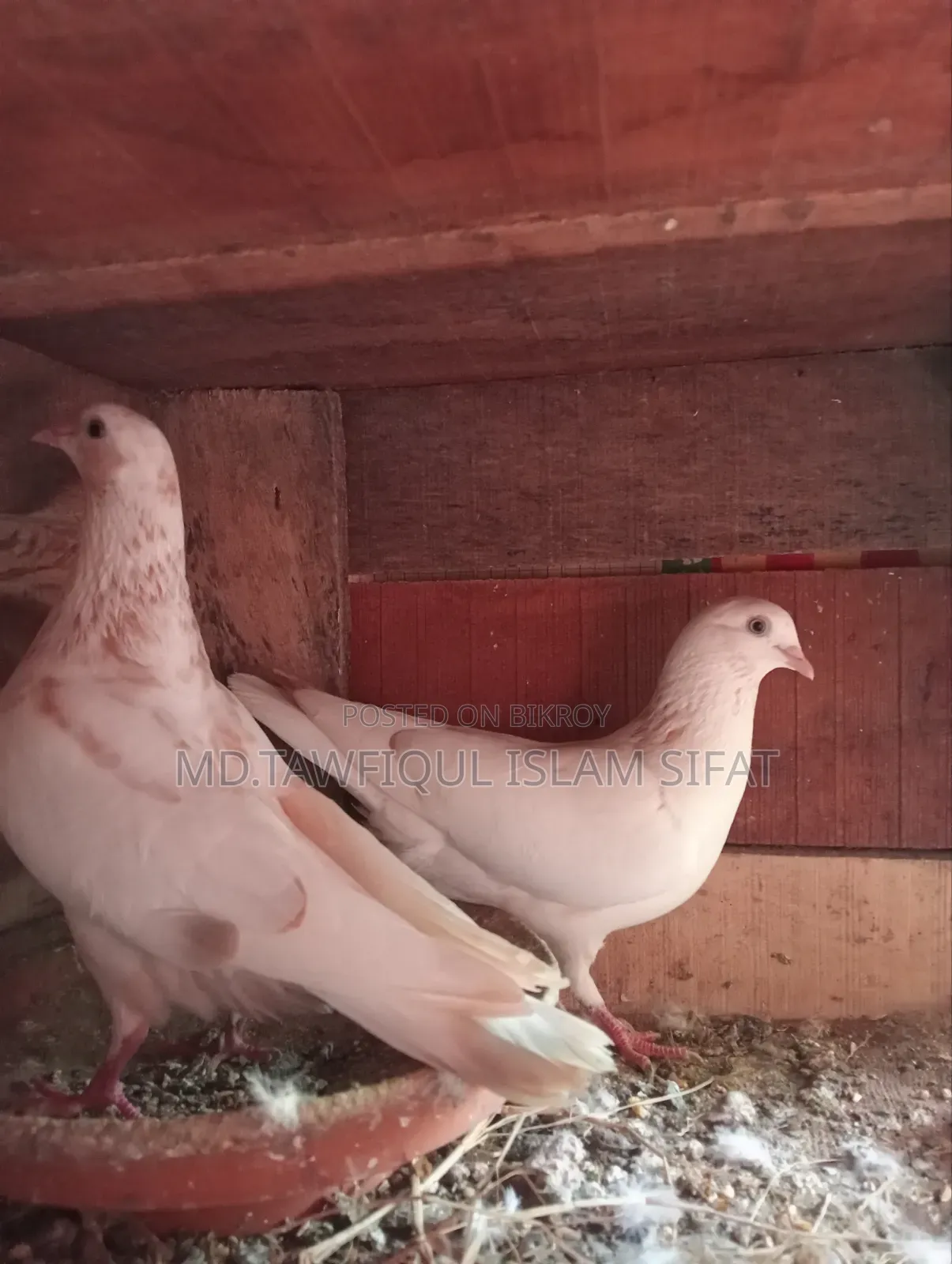 A pair of Banarasi pigeons