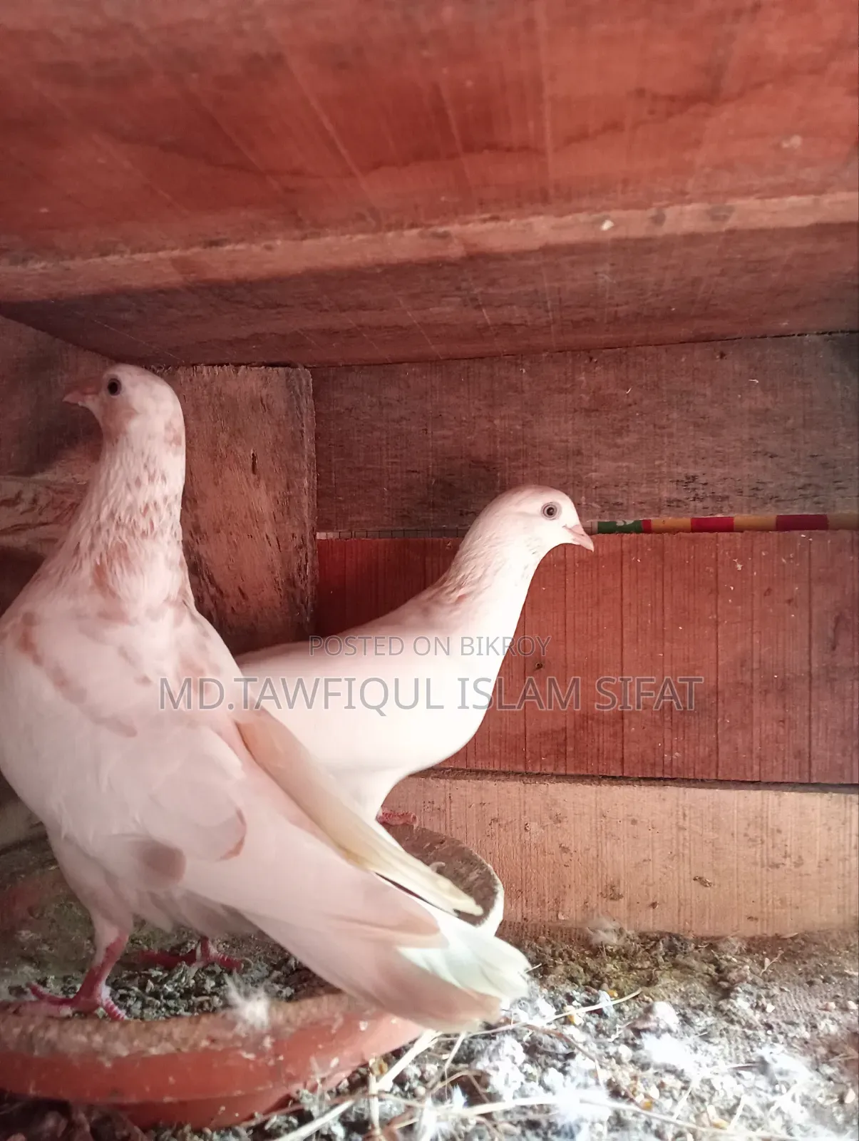 A pair of Banarasi pigeons