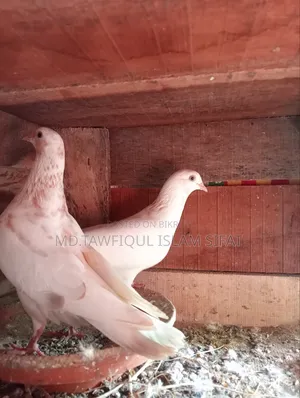 A pair of Banarasi pigeons