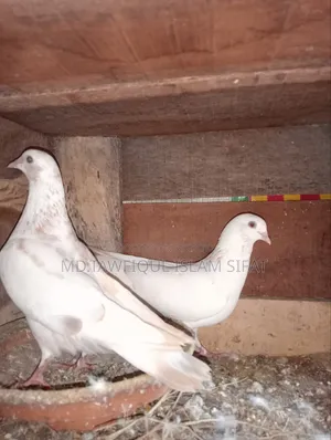 A pair of Banarasi pigeons
