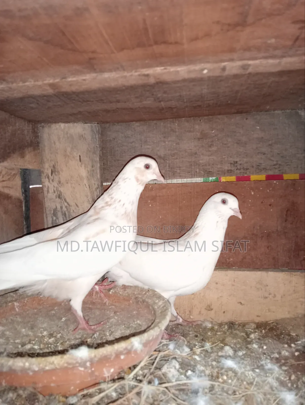 A pair of Banarasi pigeons