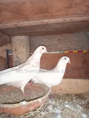 A pair of Banarasi pigeons