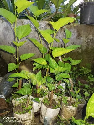 মালবেরি গাছ