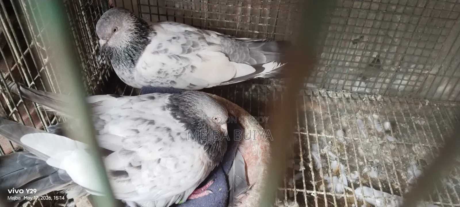 4 Pairs of Pigeons for Sale, Serious Buyers Only