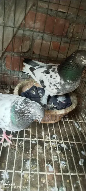 4 Pairs of Pigeons for Sale, Serious Buyers Only