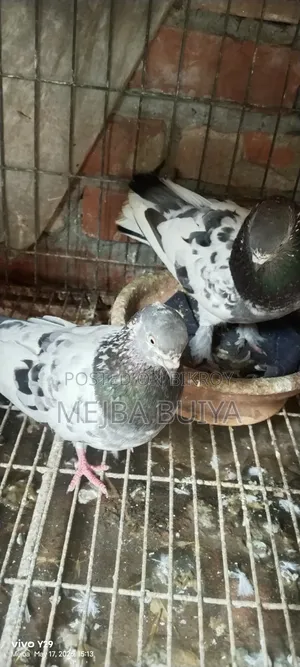 4 Pairs of Pigeons for Sale, Serious Buyers Only